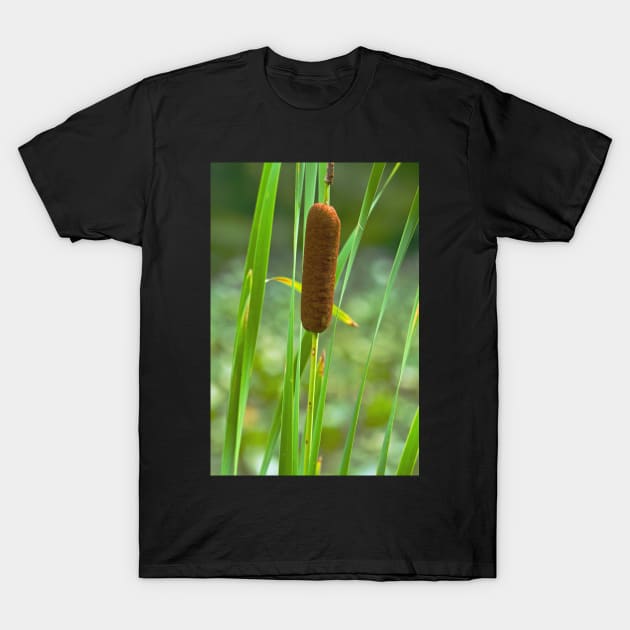 Cattail T-Shirt by thadz